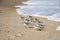 Flock of Sandpipers