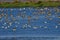 Flock of Sandpipers and American Avocets Flying Over the Lake