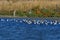 Flock of sandpipers and avocets resting