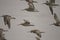 Flock of sandpipers in flight closeup