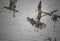 Flock of sandpipers in flight closeup