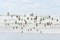 Flock of Sandpipers fly along the shoreline