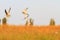 Flock of sandpipers flying in a beautiful light