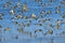 Flock of Sandpipers Flying Over the Lake