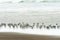 Flock of Sandpipers run in the surf looking for food