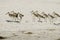 A flock of Sandpipers running in the surf.