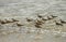 A flock of Sandpipers running in the surf.