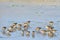 Flock of Sandpipers searching for food