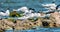 A flock of Sandwich terns resting on a rocky sea shore beach