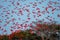 Flock of Scarlet Ibis. The birds dormitory.