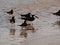 Flock of sea birds on beach in sea
