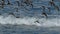 Flock of Sea Birds Flying Over the Pacific Ocean