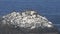 flock of sea birds like Pelicans sitting on a guano covered rock at the coastline of the pacific ocean at the edge of the Atacama