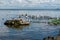 Flock of sea birds seagulls having a rest on a sunny Baltic coast.