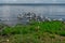 Flock of sea birds seagulls having a rest on a sunny Baltic coast.