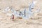 Flock of Sea Gulls Fight Over an Open Plastic Packet of Chips Left on a Sandy Beach
