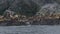 Flock of sea lions jumping in water from rocky cliff. Wildlife and animal