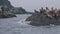 Flock of sea lions sitting on rocky island and floating in ocean water