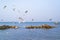 A flock of seabirds flying over the sea