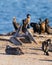 Flock of seabirds, pelicans, cormorants,  close up sitting on a cliff top at sunset. Blue sea on background