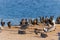 Flock of seabirds, pelicans, cormorants,  close up sitting on a cliff top at sunset. Blue sea background