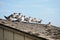 Flock of Seabirds Resting on a Rooftop