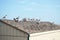 Flock of Seabirds Resting on a Rooftop