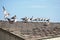 Flock of Seabirds Resting on a Rooftop