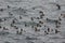 Flock of seabirds, stormy sea