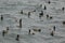 Flock of seabirds, stormy sea