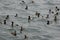 Flock of seabirds, stormy sea