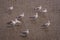 Flock of seagull birds migration standing on mud of mangrove forest at Bangpu Recreation Center, Smutprakarn Province.