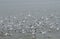 Flock of seagull chilling and floating on the surface of sea