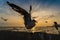 Flock Seagull are Flying on sunset background ,Bang poo ,Samutpragan, Thailand