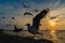Flock Seagull are Flying on sunset background ,Bang poo ,Samutpragan, Thailand