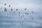 Flock of seagulls in blue gray sky