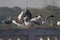 Flock of seagulls on a bridge wall