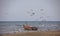 A flock of seagulls and cormorants circling above the motor boat