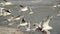 Flock of Seagulls at the Danube river bank, flapping their wings on strong winter wind