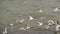 Flock of Seagulls at the Danube river bank, flapping their wings on strong winter wind