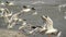 Flock of Seagulls at the Danube river bank, flapping their wings on strong winter wind