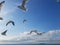 A flock of seagulls in flight
