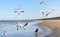 Flock of seagulls flying above the water, catching bread in the air, with a black crow standing at the background