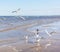 Flock of seagulls flying above the water, catching bread in the air, with a black crow standing and watching them