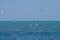 A flock of seagulls flying in a cloudless sky over the surface of the blue sea. Free wild birds in their natural habitat
