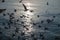 Flock of Seagulls flying and floating on tropical sea in evening at Gulf of Thailand, Bang Pu recreation centre