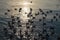 Flock of Seagulls flying and floating on tropical sea in evening at Gulf of Thailand, Bang Pu recreation centre