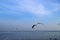 Flock of Seagulls Flying Freely over the Blue Sea