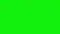 Flock Of Seagulls Flying, Green Screen Chromakey