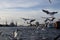 A flock of seagulls flying on hamburg habor